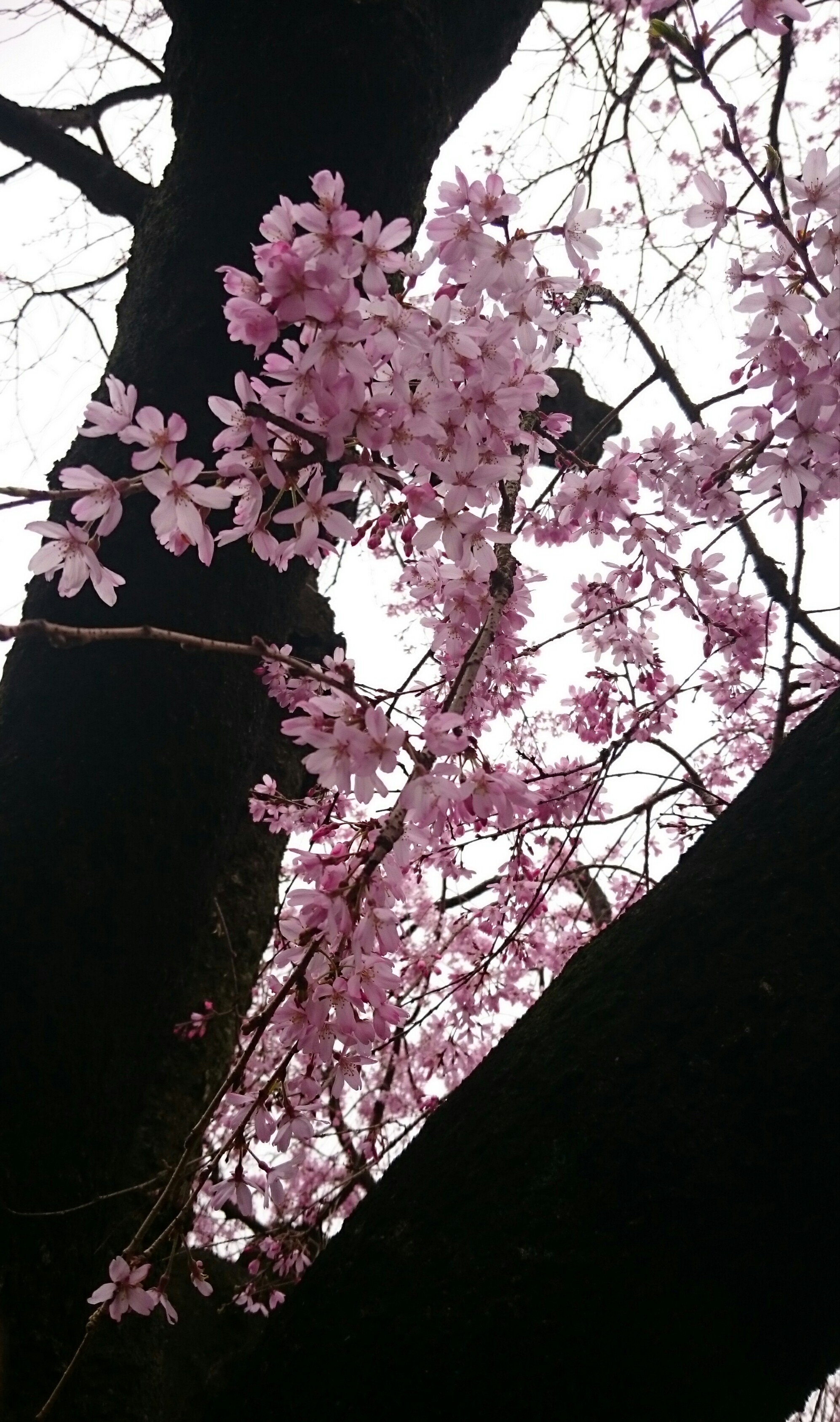 _20160402_121349.JPG