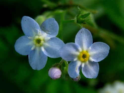 エゾムラサキの花 キュウリグサやワスレナグサによく似ています 北海道で出合った植物 その4 しろうと自然科学者の自然観察日記 楽天ブログ