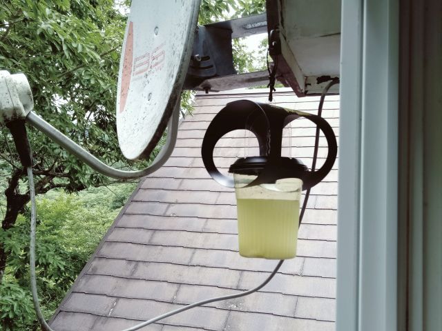 250626beestrap.jpg