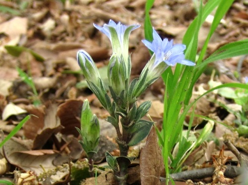 花の閉じた形が筆の穂先に似ていることから名づけられたフデリンドウの花 自然観察の振返り 17 リンドウ科の植物 第2回 しろうと自然科学者の自然観察日記 楽天ブログ