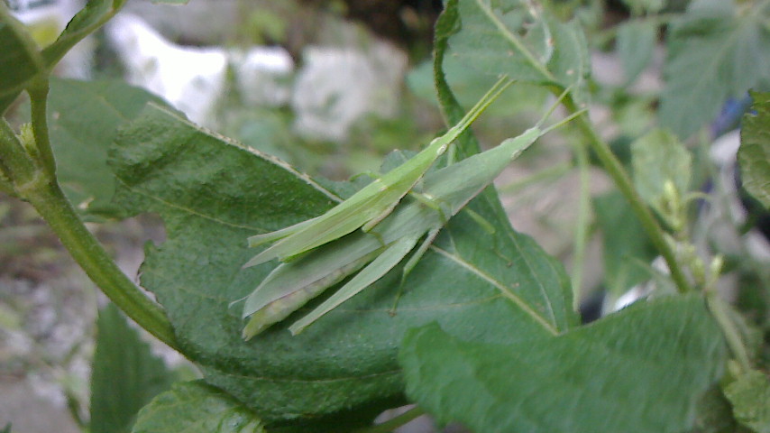 NEC_0137.JPG