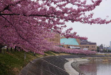 河津桜.JPG