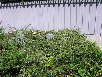 草取り 008.jpg