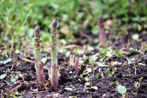 2011.5.15 アスパラ　その１.JPG