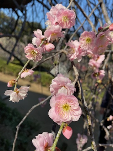 天満宮の梅花 (2).jpg