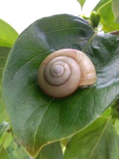 柿の葉に蝸牛2017