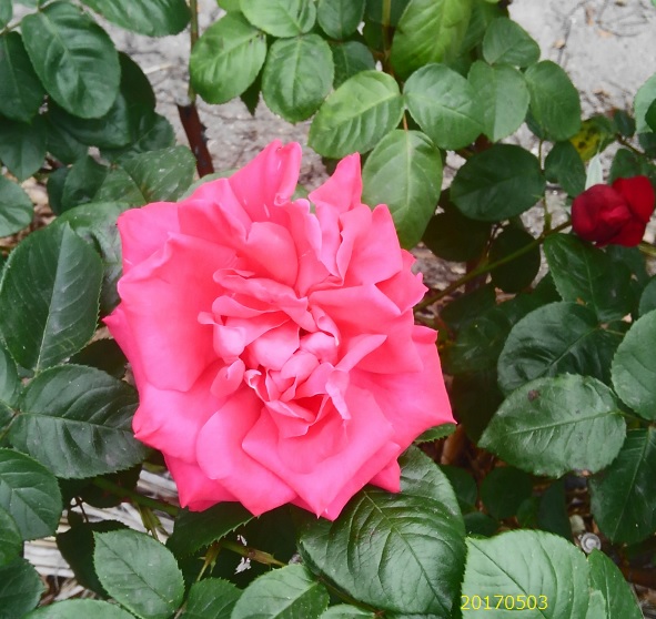 薔薇1620170503.jpg