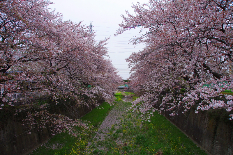 2016Sakura15.jpg