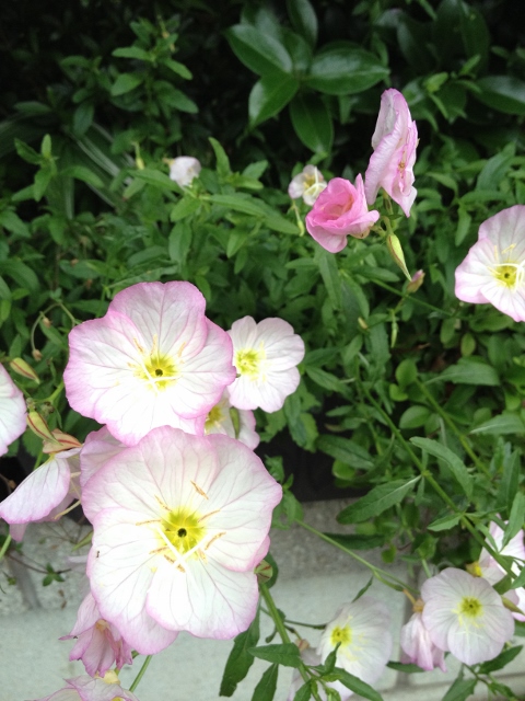 IMG_9148 (480x640).jpg