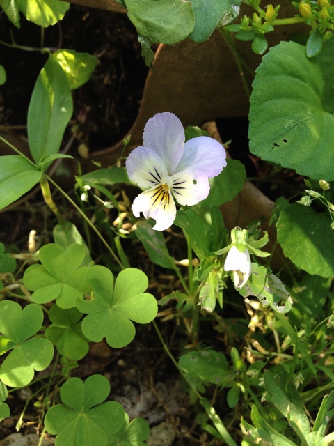 IMG_9289 (480x640).jpg