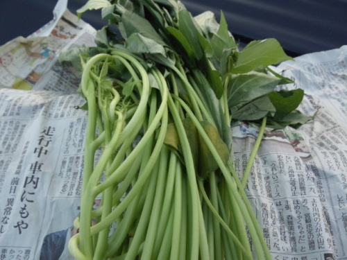 07立派なサツマイモ苗は定植が難しい