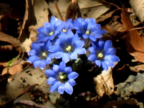 フデリンドウの青紫の小さな花 フデリンドウの名は 花の閉じた形が筆の穂先に似ていることから名づけられました しろうと自然科学者の自然観察日記 楽天ブログ