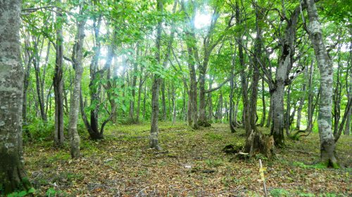 035小谷山城跡 (4).JPG