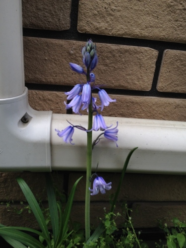 IMG_6944 (480x640).jpg