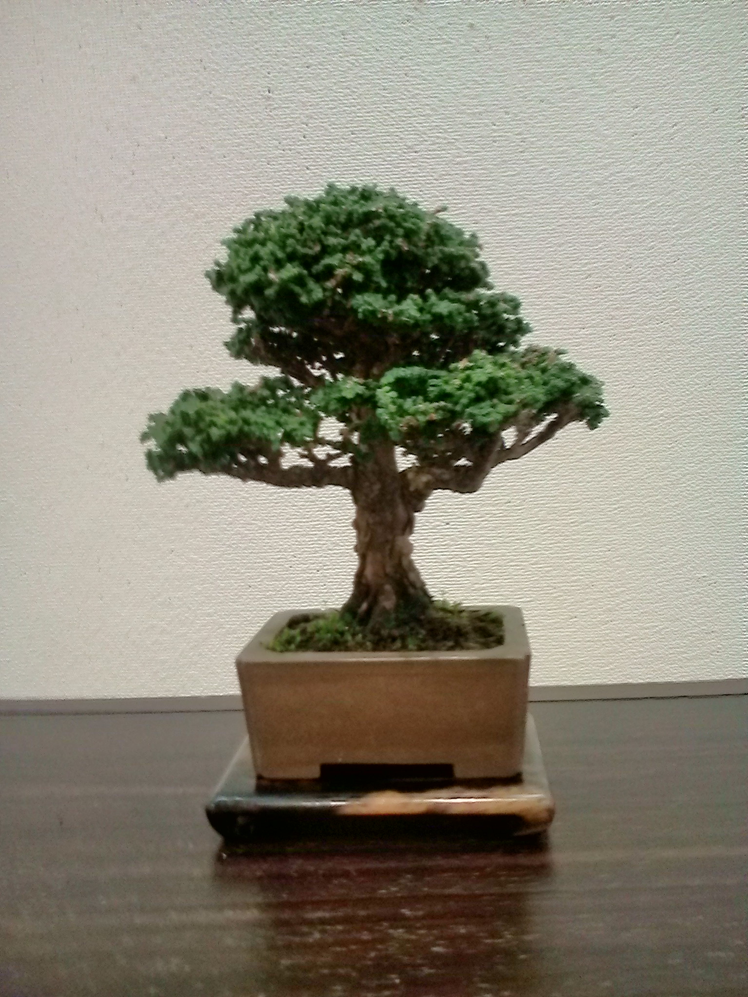 ミニ盆栽10-19 (3).JPG