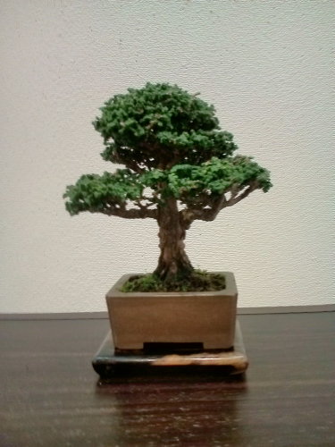 ミニ盆栽10-19 (3).JPG