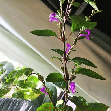 調べてみよう酸 アルカリ 色水作りにお勧めの植物 晴れ ときどき手作り 楽天ブログ