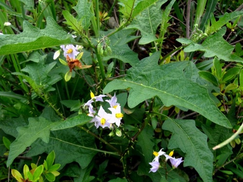 ナス科の植物で茎や葉に鋭い刺が多いワルナスビ 悪茄子 の花 団地周辺で見かける帰化植物 その 最終回 しろうと自然科学者の自然観察日記 楽天ブログ