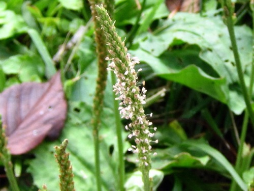 オオバコの花 秋の静岡県富士宮市での自然観察 その6 しろうと自然科学者の自然観察日記 楽天ブログ