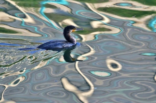 P95A0050 (800x533).jpg