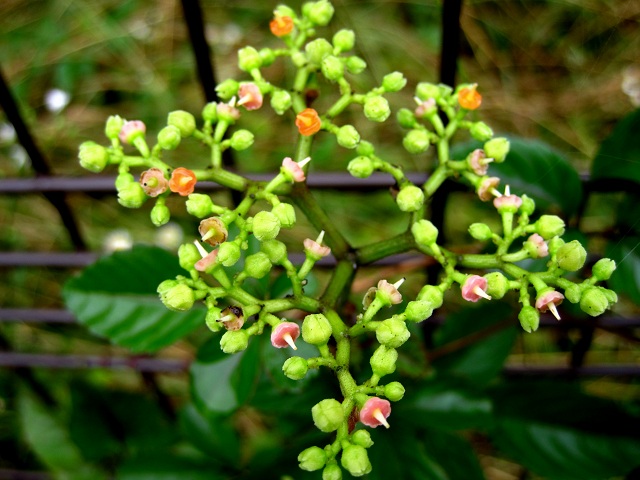 001ヤブカラシ2012.7.7-3.JPG