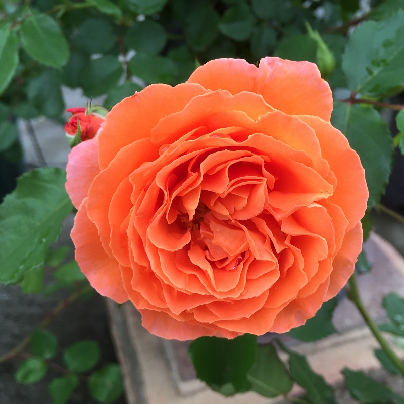 2016-05-06 14.36.16.jpg