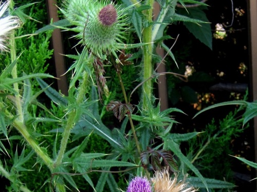 アメリカオニアザミの花 外来生物法で 要注意外来生物 に指定されています しろうと自然科学者の自然観察日記 楽天ブログ