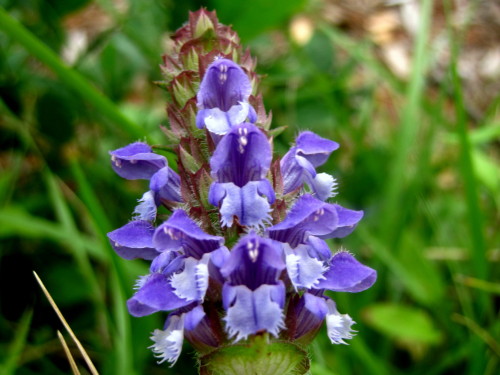 ウツボグサの花 ウツボグサの白花の品種シロハナウツボグサも見つけました 気仙沼大島での自然観察 その1 しろうと自然科学者の自然観察日記 楽天ブログ