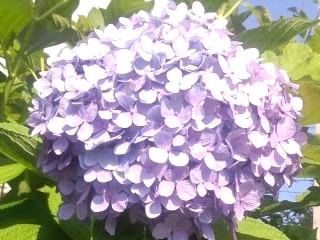 藤色大球紫陽花2017