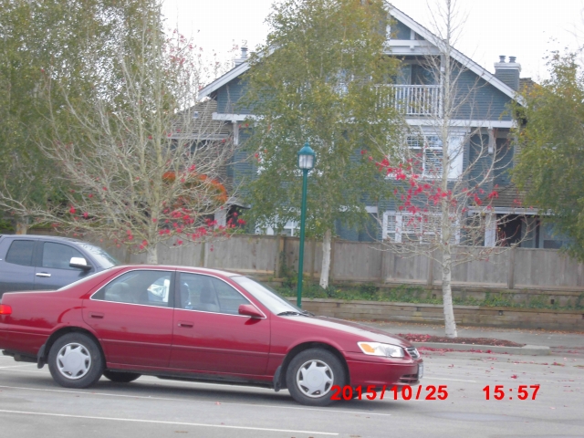 leaves are almost gone.jpg