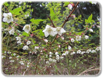 木苺の花_7909.jpg