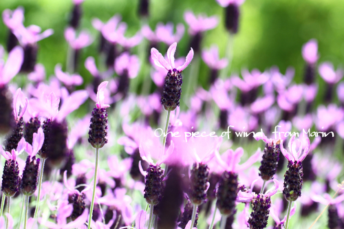 ラベンダー.jpg