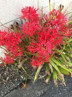 彼岸花.jpg