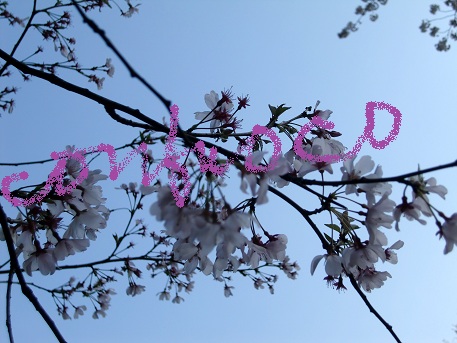 sakura201204 3.jpg