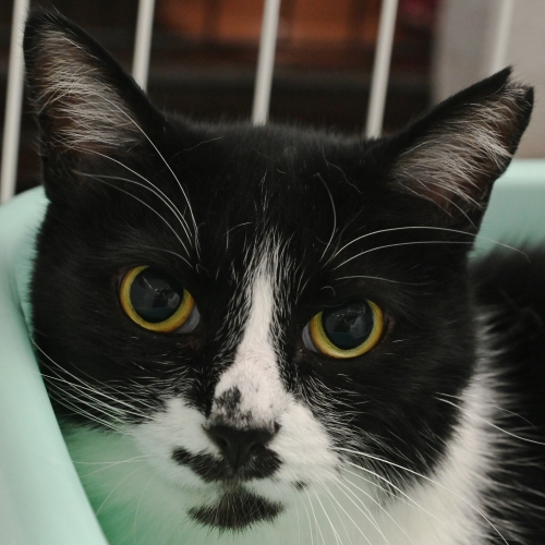 家族紹介用画像フォルダ