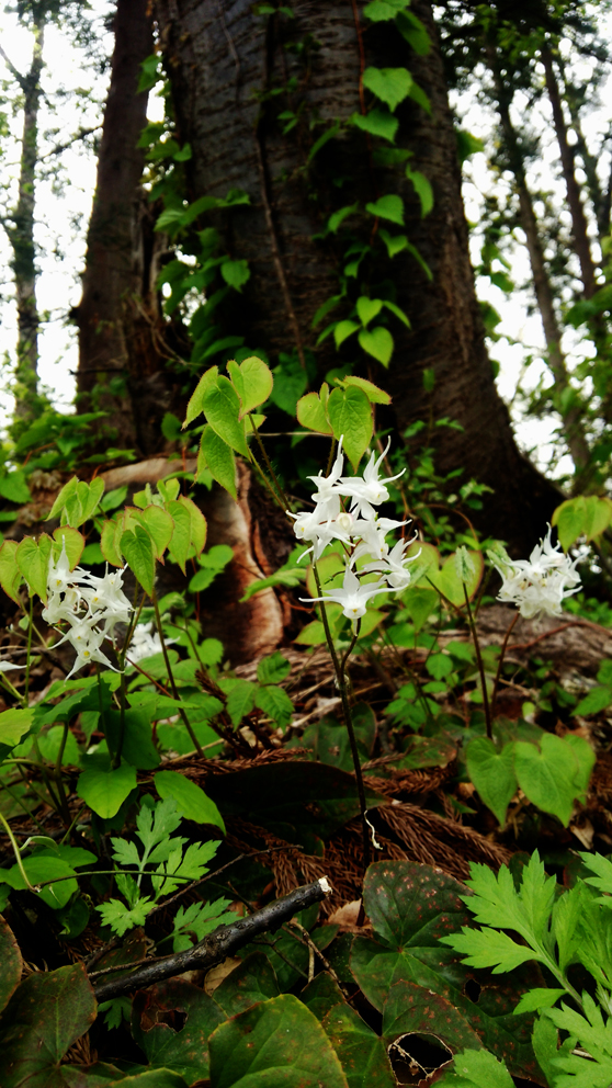 DSC_0996.jpg