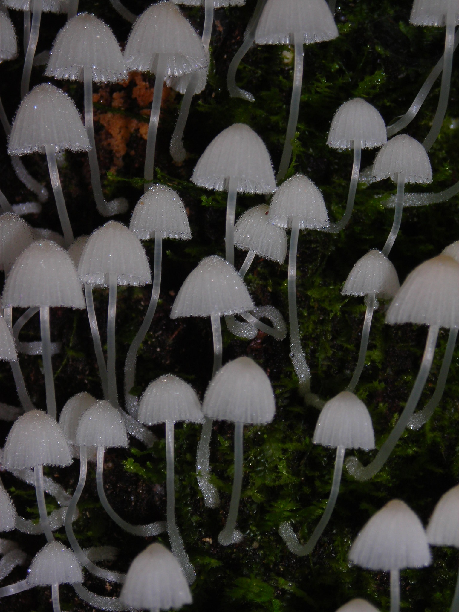 DSCN5015a.jpg