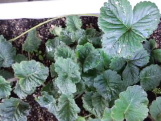 桜草に苺かくれんぼ2017