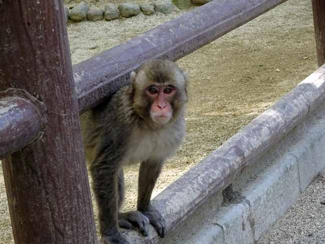 シャーロット (2).JPG