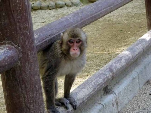 シャーロット (2).JPG