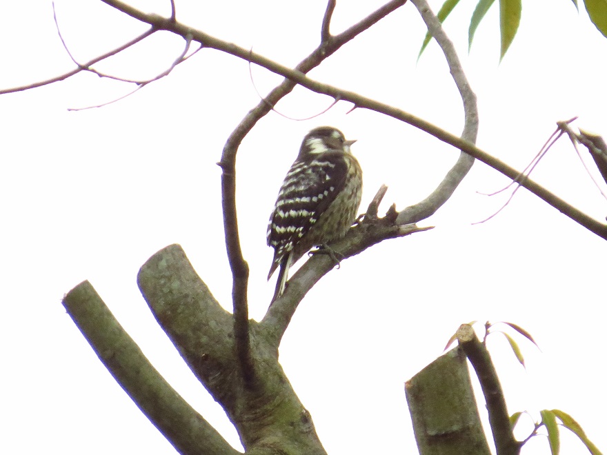 コゲラ♀0403.jpg