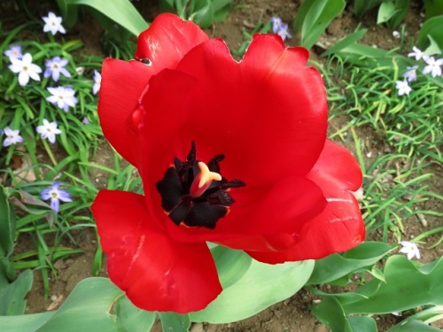 2ページ目の 園芸植物 しろうと自然科学者の自然観察日記 楽天ブログ