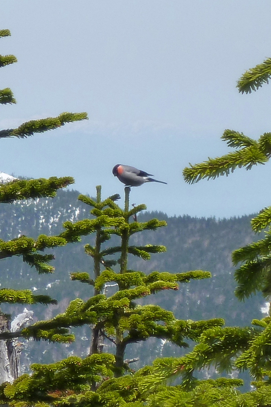 野鳥220140524.jpg