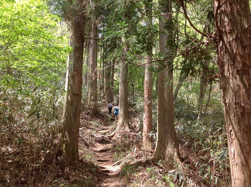 s-杉木立の中を登ります。.jpg