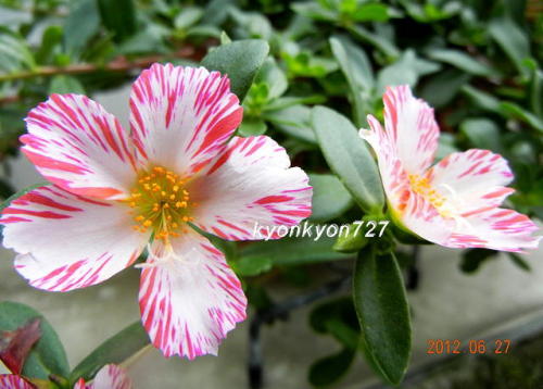 ポーチュラカ絞り咲き2