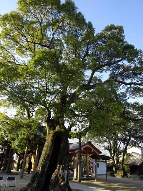 新北（にきた ）神社 樹齢1600年.JPG