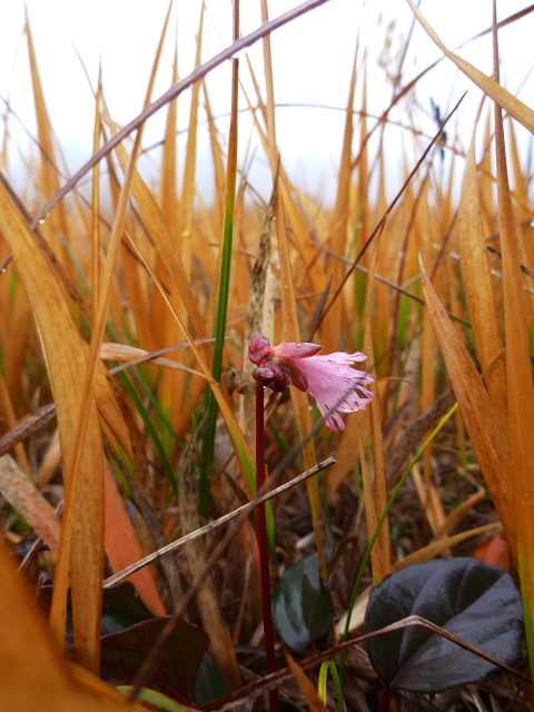 狂い咲きの花たち201310203.jpg