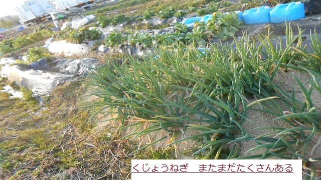 くじょうねぎ.JPG