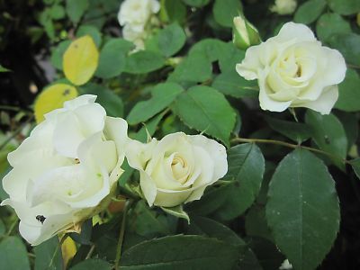 IMG_ri182.JPG