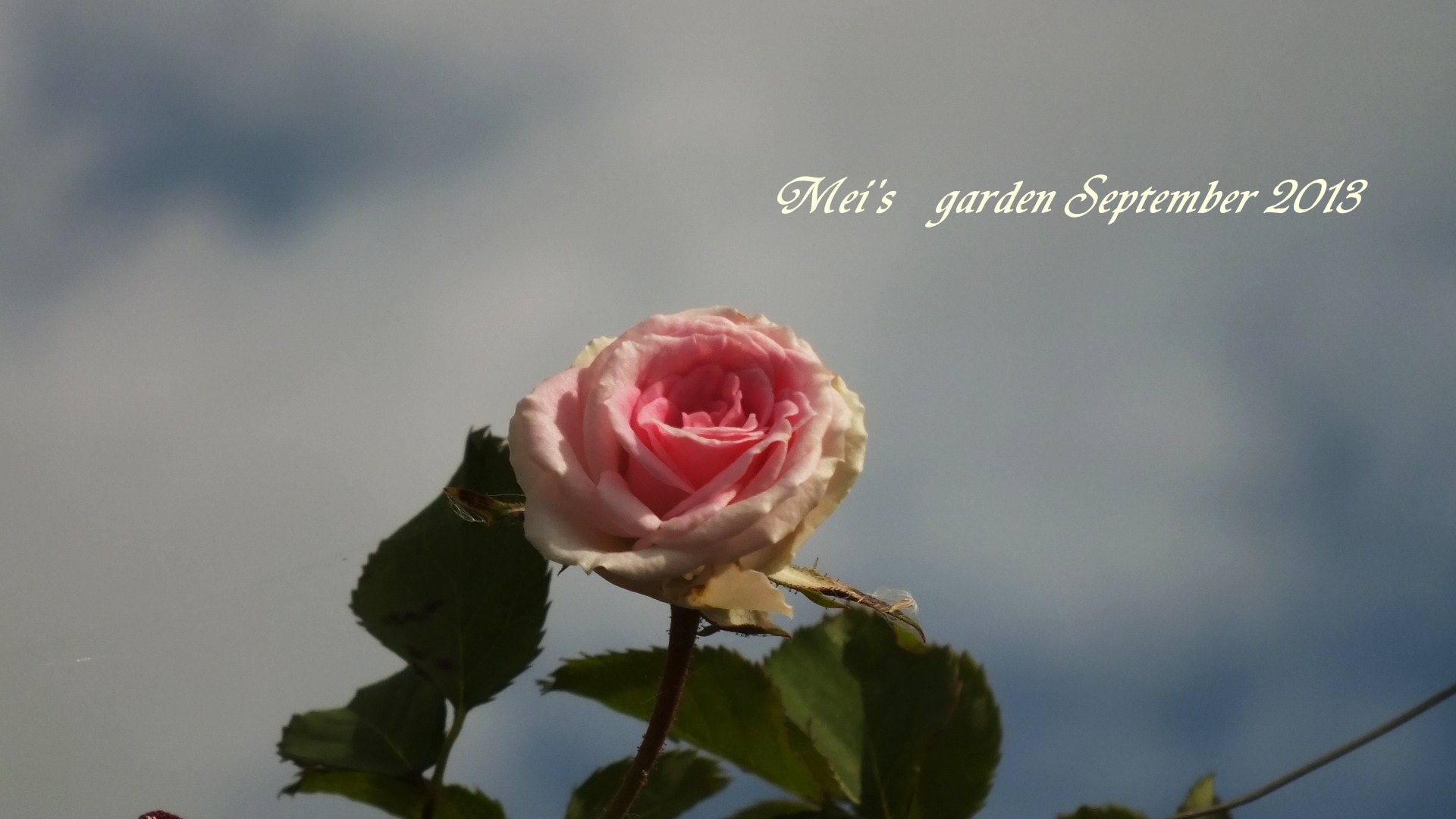 DSCF0370.JPG
